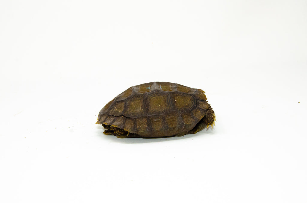 Burmese Brown Mountain Tortoise